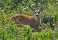 [Marsh Deer]