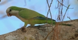 [Monk Parakeet]