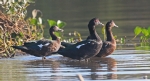 [Muscovy Duck]