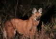 [Maned Wolf]
