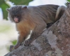 [Black-tailed Marmoset]