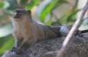 [Black-tailed Marmoset]