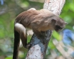 [Black-tailed Marmoset]