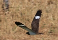 [Nacunda Nighthawk]