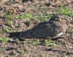 [Nacunda Nighthawk]