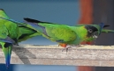 [Nanday Parakeet]