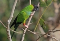 [Nanday Parakeet]