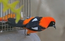 [Orange-breasted Troupial]