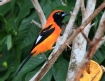 [Orange-breasted Troupial]