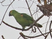 [Orange-winged Parrot]