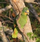 [Orange-winged Parrot]