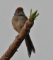 [Pale-breasted Spinetail]