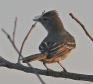 [Plain-crested Elaenia]