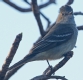 [Plain-crested Elaenia]