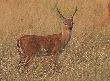 [Pampas Deer]