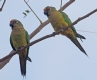 [Peach-fronted Parrot]