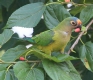[Peach-fronted Parrot]