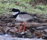 [Pied Lapwing]