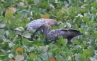 [Plumbeous Ibis]