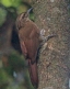 [Planalto Woodcreeper]