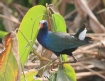 [Purple Gallinule]