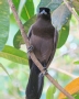 [Purplish Jay]