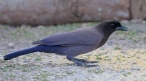[Purplish Jay]