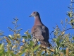 [Pale-vented Pigeon]