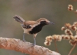 [Rusty-backed Antwren]