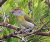 [Rufous-browed Peppershrike]