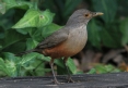[Rufous-bellied Thrush]
