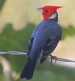 [Red-crested Cardinal]