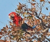 [Red & Green Macaw]