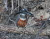 [Ringed Kingfisher]