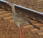 [Red-legged Seriena]