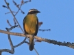 [Rusty-margined Flycatcher]