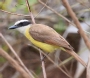 [Rusty-margined Flycatcher]