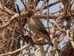 [Roadside Hawk]