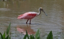 [Roseate Spoonbill]