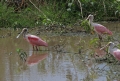 [Roseate Spoonbill]