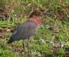 [Rufescent Tiger-Heron]
