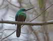 [Rufous-tailed Jacamar]