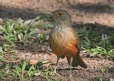 [Rufous Hornero]