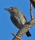 [Rufous-winged Antshrike]