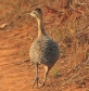 [Red-winged Tinamu]