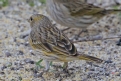 [Saffron Finch]