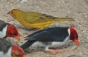 [Saffron Finch]