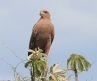 [Savannah Hawk]