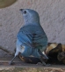 [Sayaca & Palm Tanager]