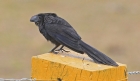[Smooth-billed Ani]